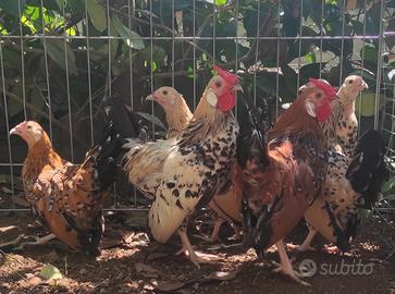 polli ornamentali bantam millefiori limone 