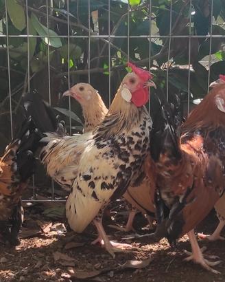 polli ornamentali bantam millefiori limone 