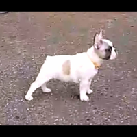 Bouledogue francese cuccioli