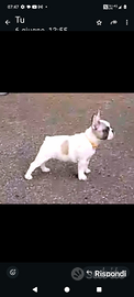 Bouledogue francese cuccioli