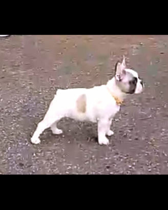 Bouledogue francese cuccioli