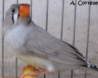 Bengalini Diamante Diamantini Ciuffati Diamantino