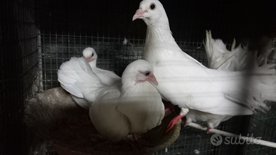 Colombe pavoncelle bianche