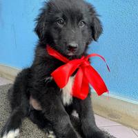 Panda: 3 mesi futura taglia medio/grande