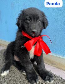 Panda: 3 mesi futura taglia medio/grande