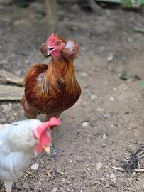 David (araucana) è pronto a cambiare casa