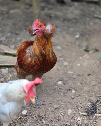 David (araucana) è pronto a cambiare casa