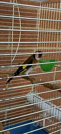 Cardellino