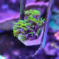 Pachyclavularia viridis