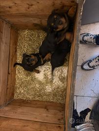Cuccioli rottweiler