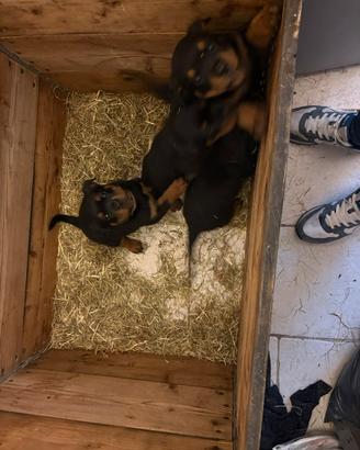Cuccioli rottweiler