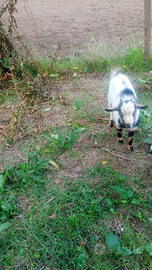 Capretto nano di cinque mesi