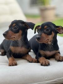 Pinscher pinger Pincher