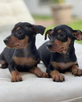 Pinscher pinger Pincher