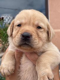 Cuccioli di Labrador retriever con Pedigree Enci