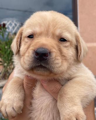 Cuccioli di Labrador retriever con Pedigree Enci