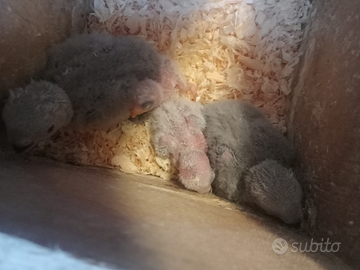 Pulli inseparabili roseicollins