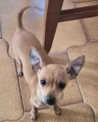 Cuccioli di Chihuahua