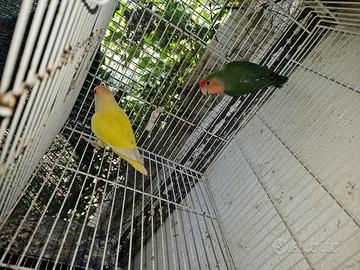 Pappagalli inseparabili