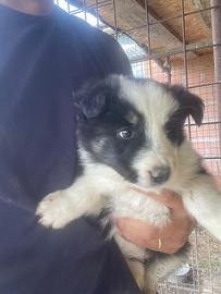 Cucciolo di Border Collie