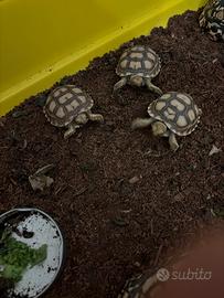 Tartarughe sulcata