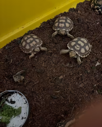 Tartarughe sulcata