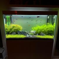 Acquario tropicale 200l