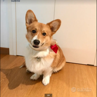 Corgi da accoppiamento