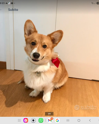 Corgi da accoppiamento