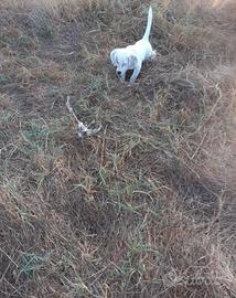Setter Inglese