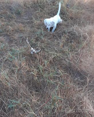 Setter Inglese