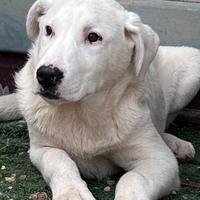 Cucciolone in canile