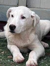 Cucciolone in canile