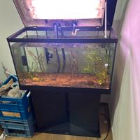 Acquario