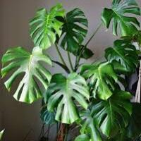 Monstera deliciosa grande