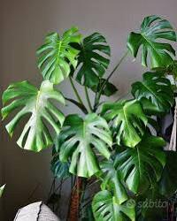 Monstera deliciosa grande