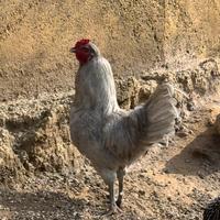 Galletti Araucana Inglese Lavanda