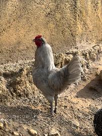 Galletti Araucana Inglese Lavanda