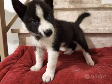 Cuccioli Siberian Husky con Pedigree