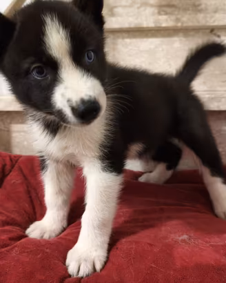 Cuccioli Siberian Husky con Pedigree