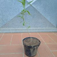 pianta Pianta Goji Lycium bacca di goji h 20 cm va