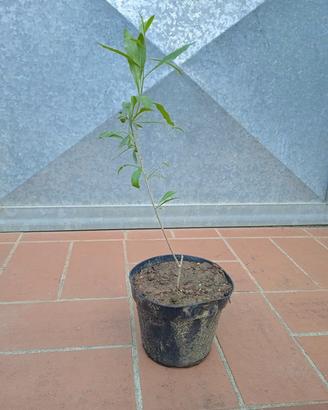 pianta Pianta Goji Lycium bacca di goji h 20 cm va