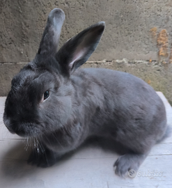 Conigli blu di vienna