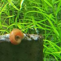 Planorbarius Orange