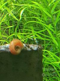 Planorbarius Orange