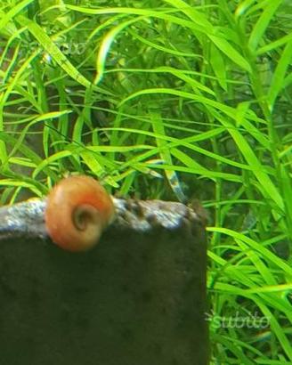 Planorbarius Orange