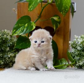 British shorthair e longhair con pedigree