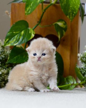 British shorthair e longhair con pedigree