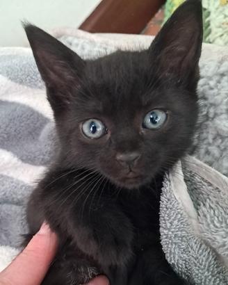 Gattini per casa