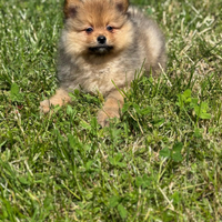 Cucciolo maschio volpino Spitz di Pomerania
